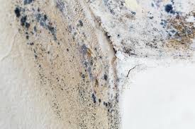 Mold Odor Removal Services in White Sulphur Springs, MT